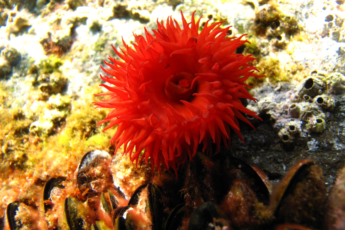 Tomata de mar (Actinia equina)