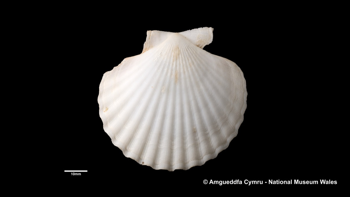 Aequipecten opercularis