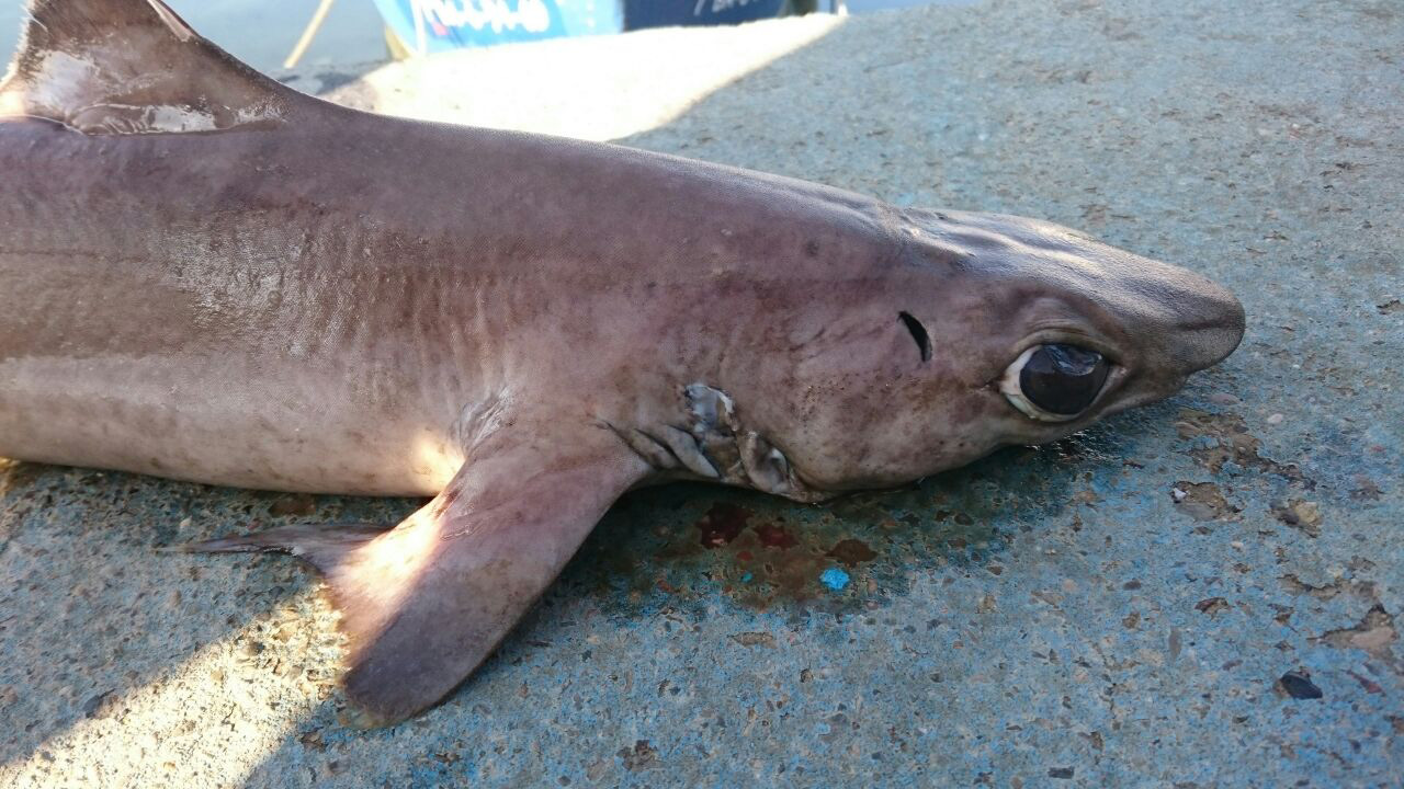 Tauró agullat (Squalus acanthias)