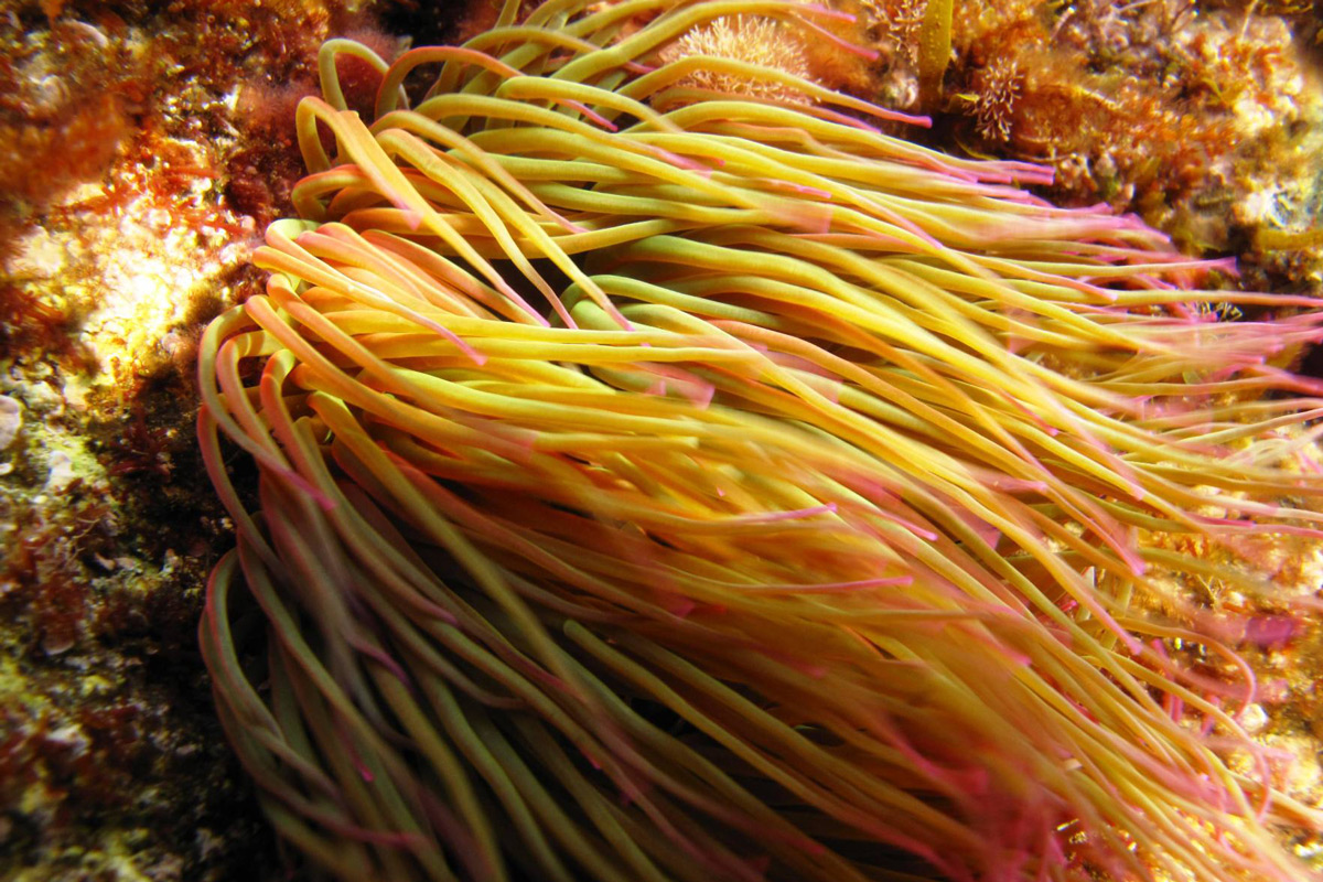 Fideus de mar (Anemonia sulcata)