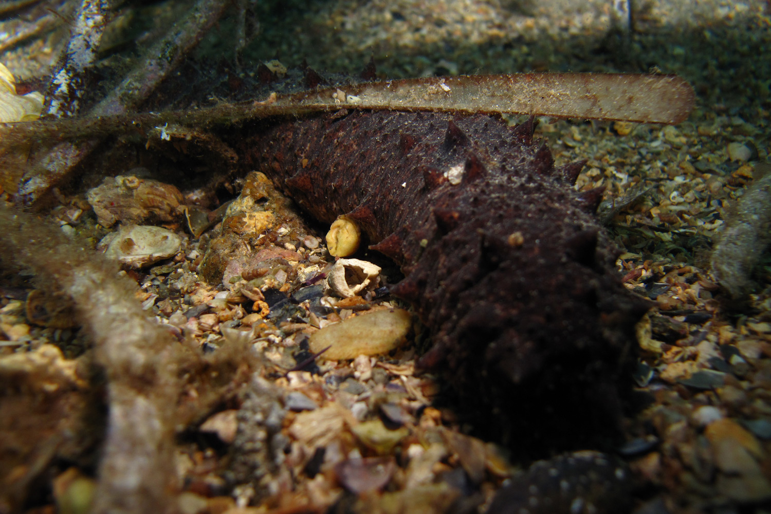 Cogombre de mar (Holothuria tubulosa)