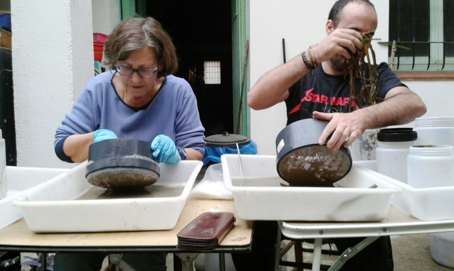 Seqüència d’imatges del treball de laboratori amb les mostres de la infauna