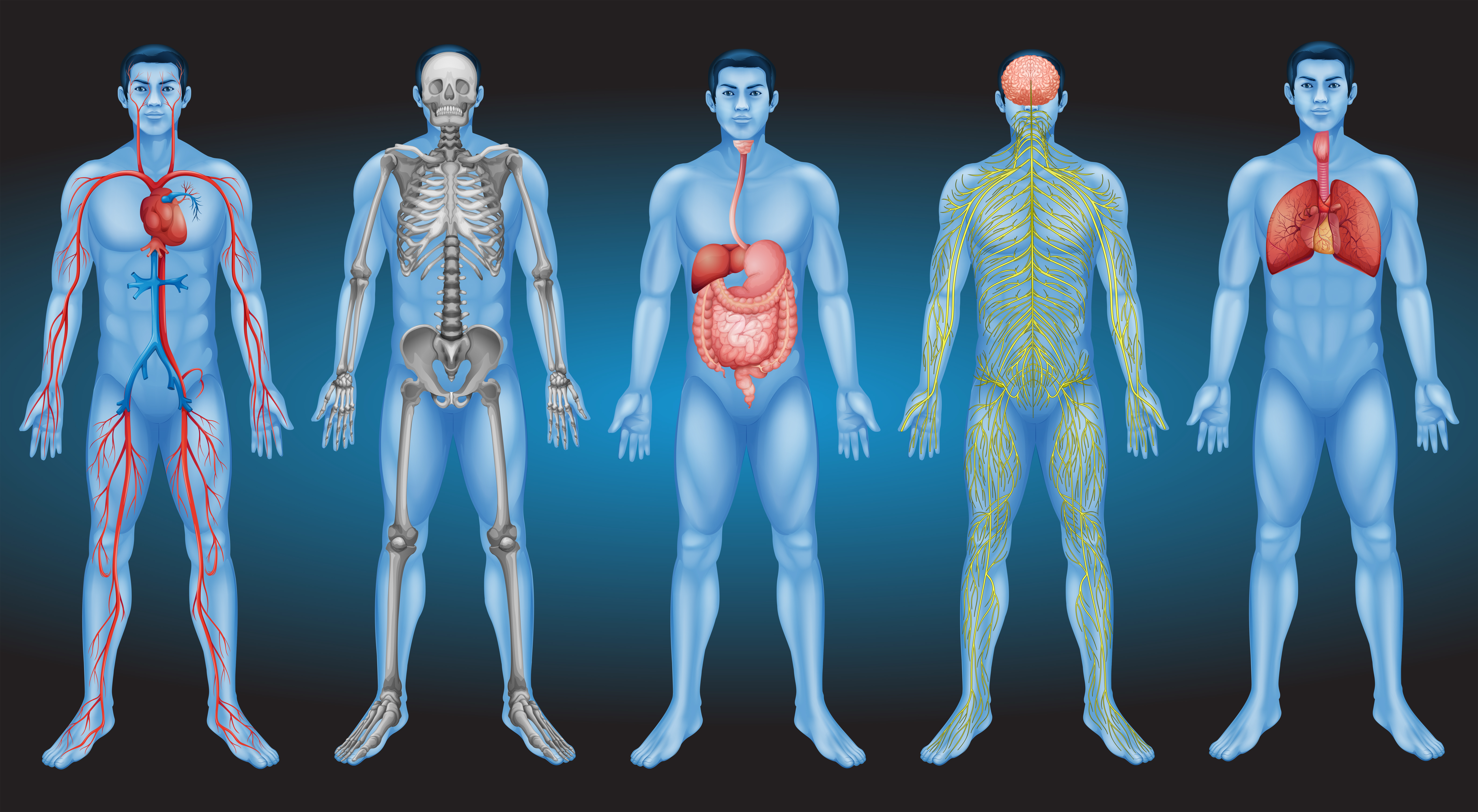 Apparatus and systems of the human body. Deposithphotos